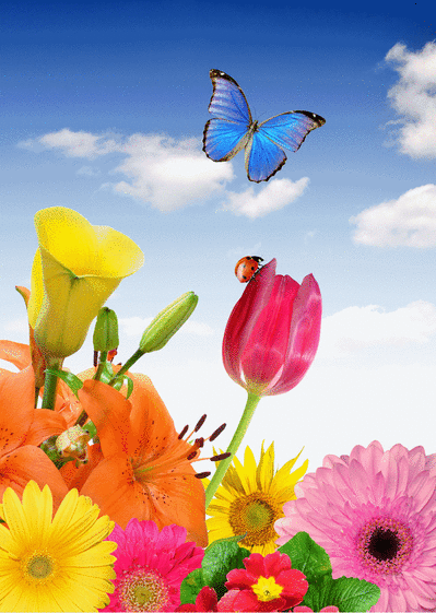 Carte Papillon Bleu Dans Les Fleurs : Envoyer une Carte 